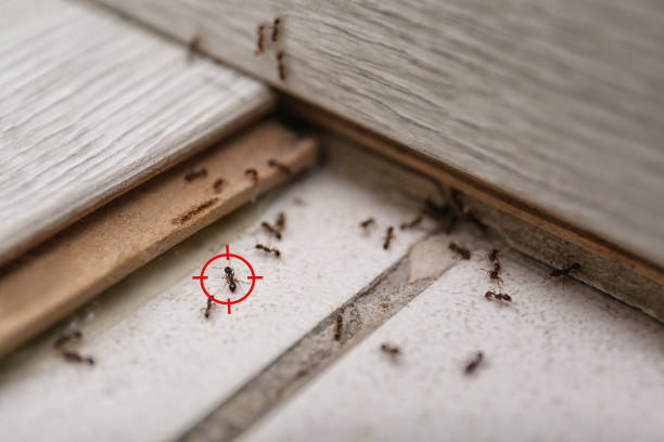 Best Best Pest Control Companies  in Sweet Home, OR