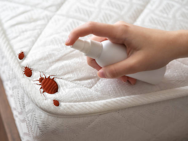 Pest Control Cost in Sweet Home, OR