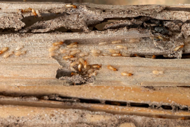Best Pest Inspection Near Me  in Sweet Home, OR